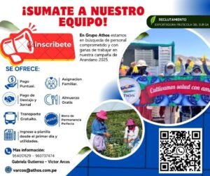 cosecha-arandanos-grupo-athos-ica-
