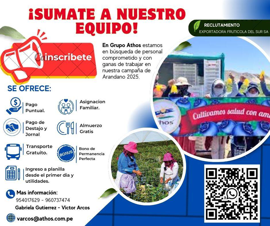 cosecha-arandanos-grupo-athos-ica-