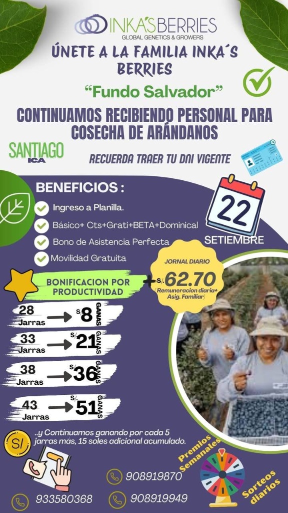 cosecha-arandanos-inka-berries-ica