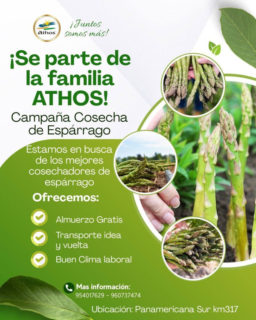 cosecha-esparrago-athos-ica
