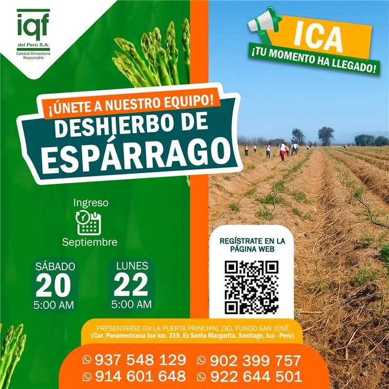deshierbo-esparrago-ica-iqf