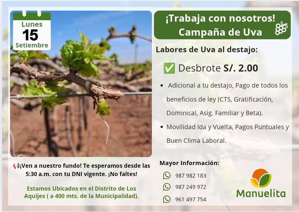 campaña de uva