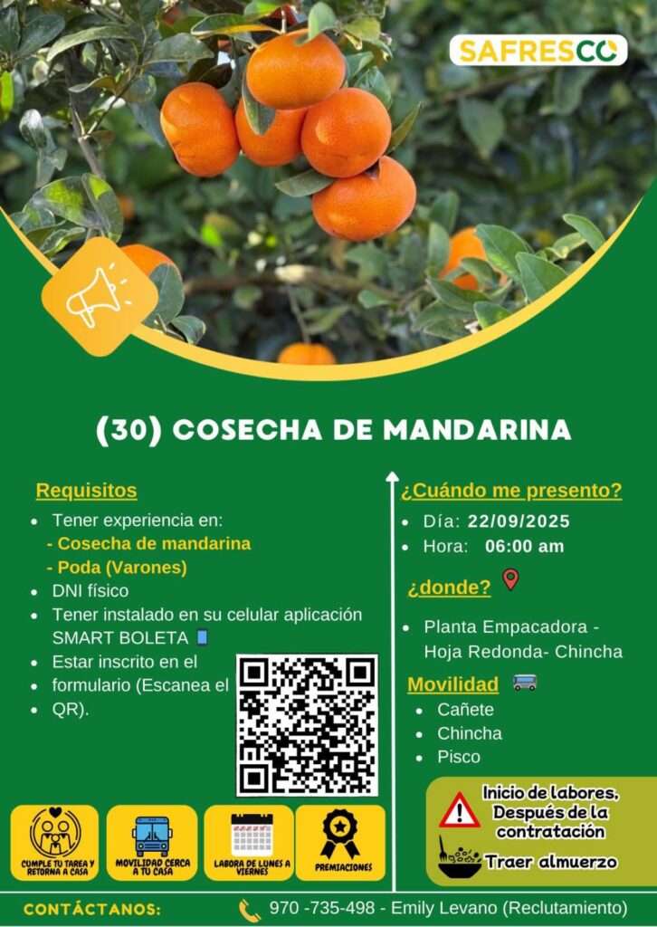 safresco-cosecha-mandarina