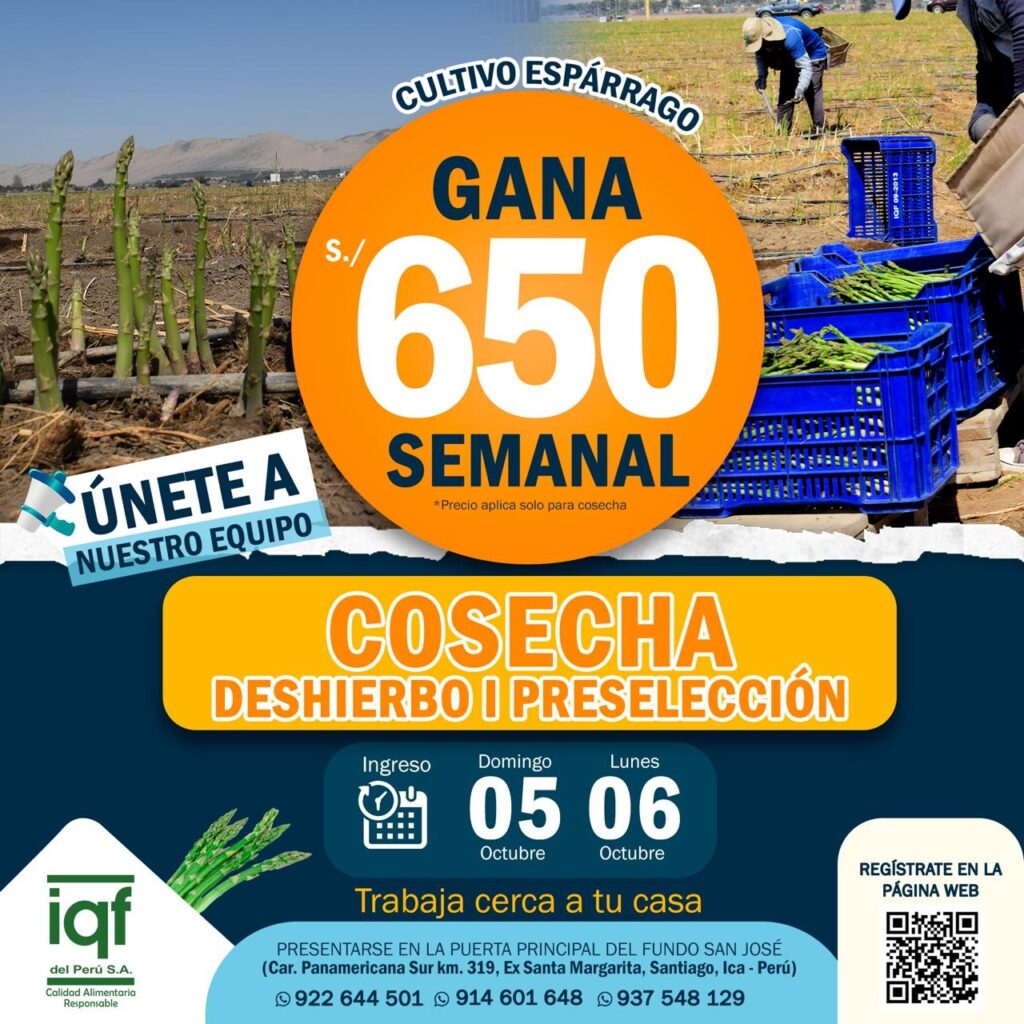 iqf-esparrago-deshierbo-preseleccion