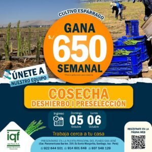 iqf-esparrago-deshierbo-preseleccion
