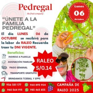 raleo-uva-pedregal