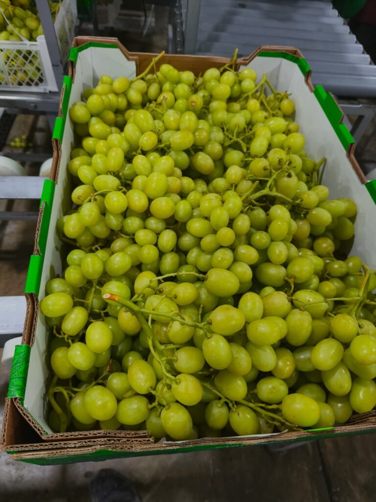 La uva peruana hace historia: exportaciones superan los US$ 2,000 millones