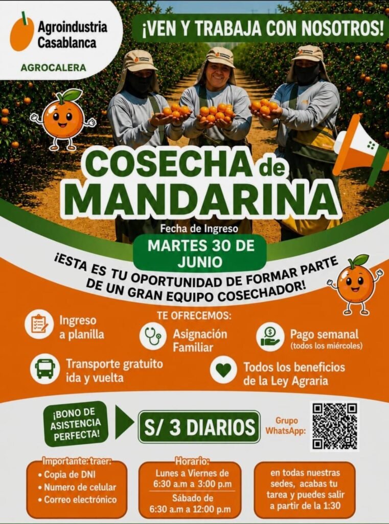 Se necesitan 260 cosechadores de mandarina – La Calera Agrícola