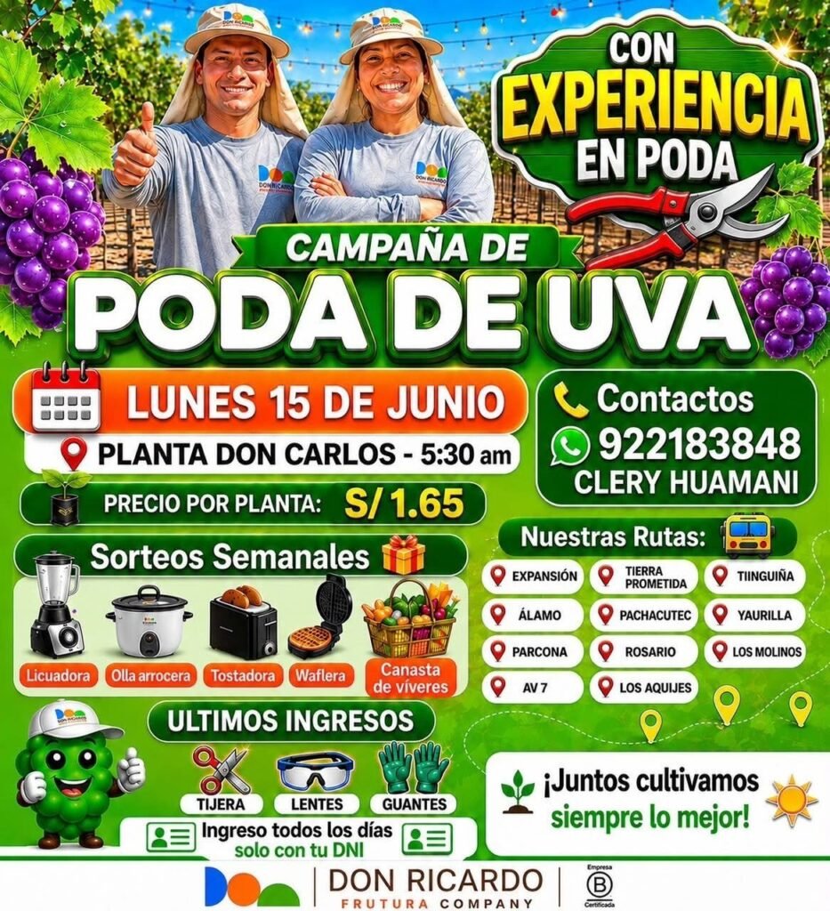 Poda de uva para el dia lunes 15 de junio en agricola Don Ricardo