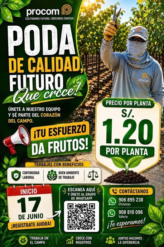 Poda de uva en agricola Procom – Ica