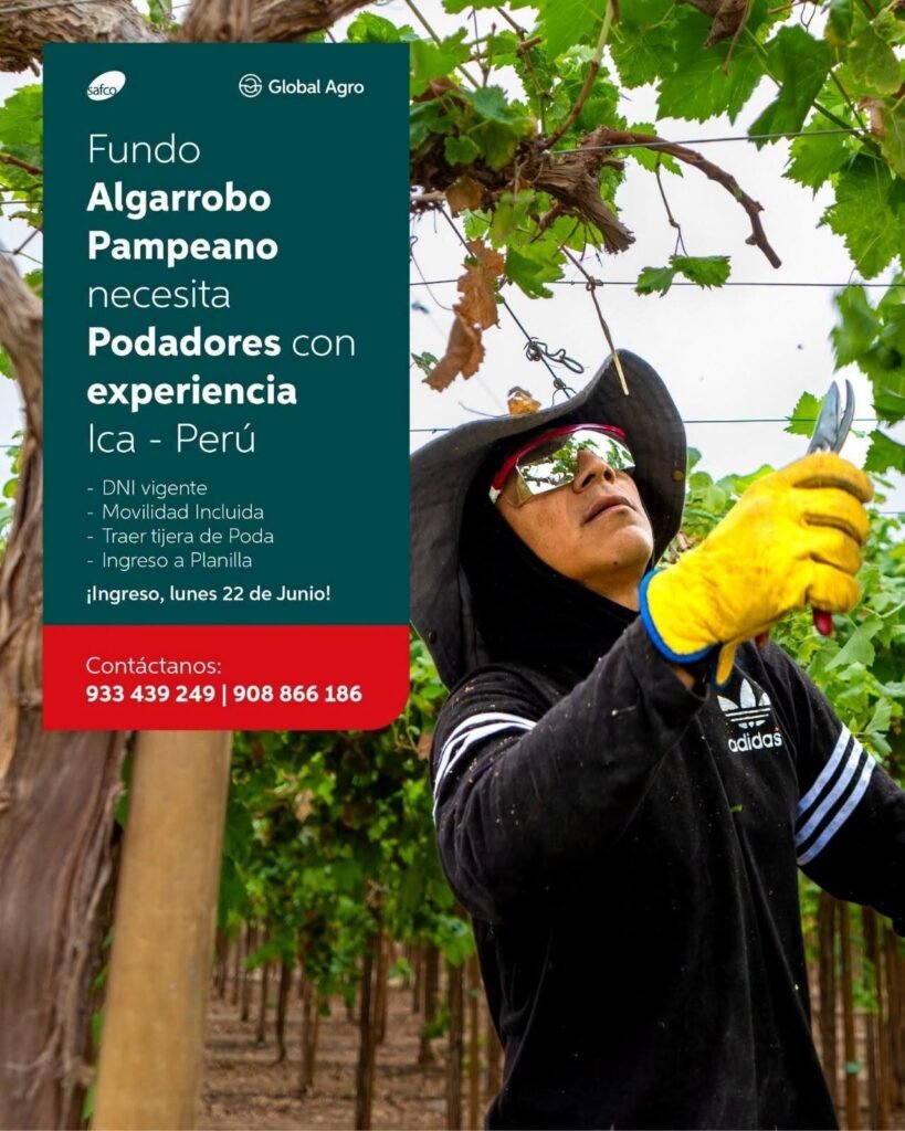 Poda de uva en agricola Safco – Fundo Algarrobo Pampeano