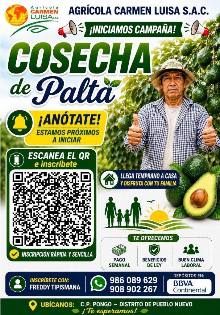 Cosecha de palta en Agricola carmen Luisa Sac