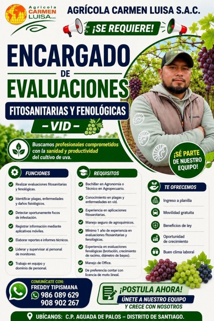 Encargado de Evaluaciones Fitosanitarias y Fenológicas en Agricola Carmen Luisa SAC