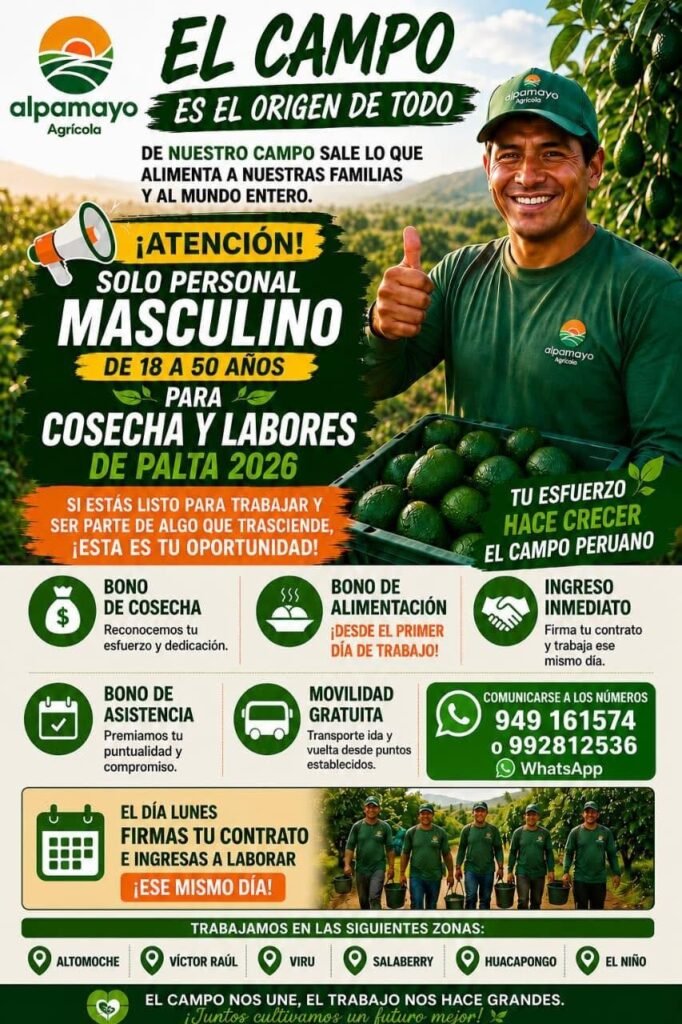 Personal paar cosecha de palta en Alpamayo en Salaverry - Imagen 1