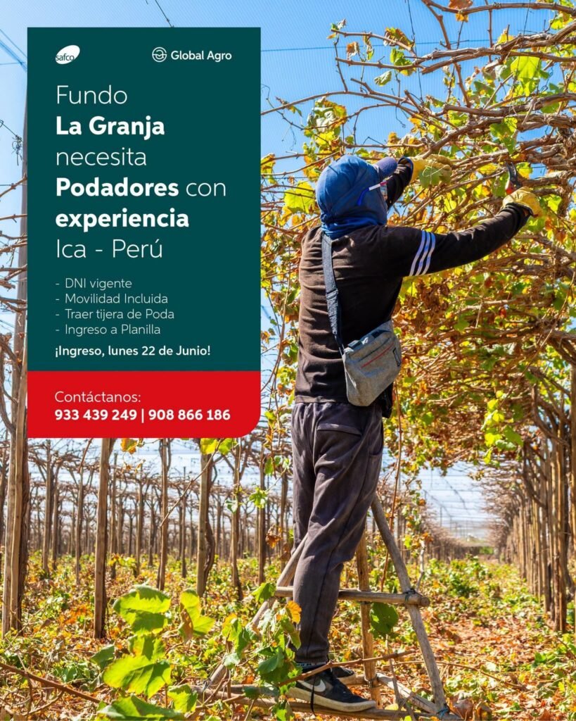 Podador de uvas en Fundo la granja – safco mañana 21 de junio