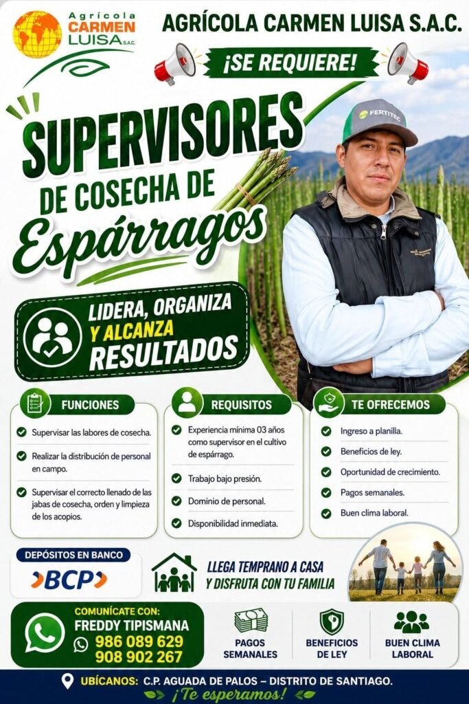 Supervisores de Cosecha de Espárragos en agricola carmen luisa sac