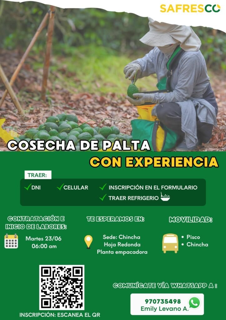 Cosechadores de palta en Safreco para Chincha