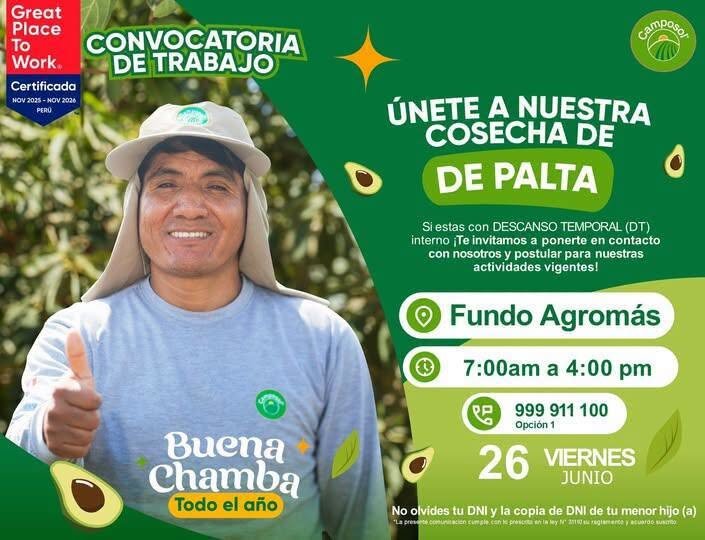 Cosecha de palta en Fundo Agromas