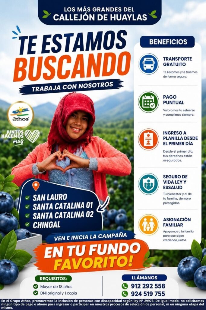 Cosecha de arandanos en Athos sede Caraz