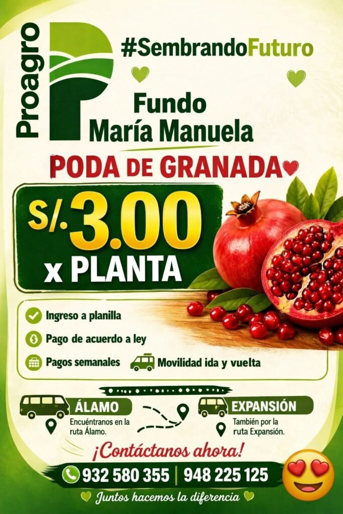 Poda de granada en el fundo María Manuela – Proagro Ica