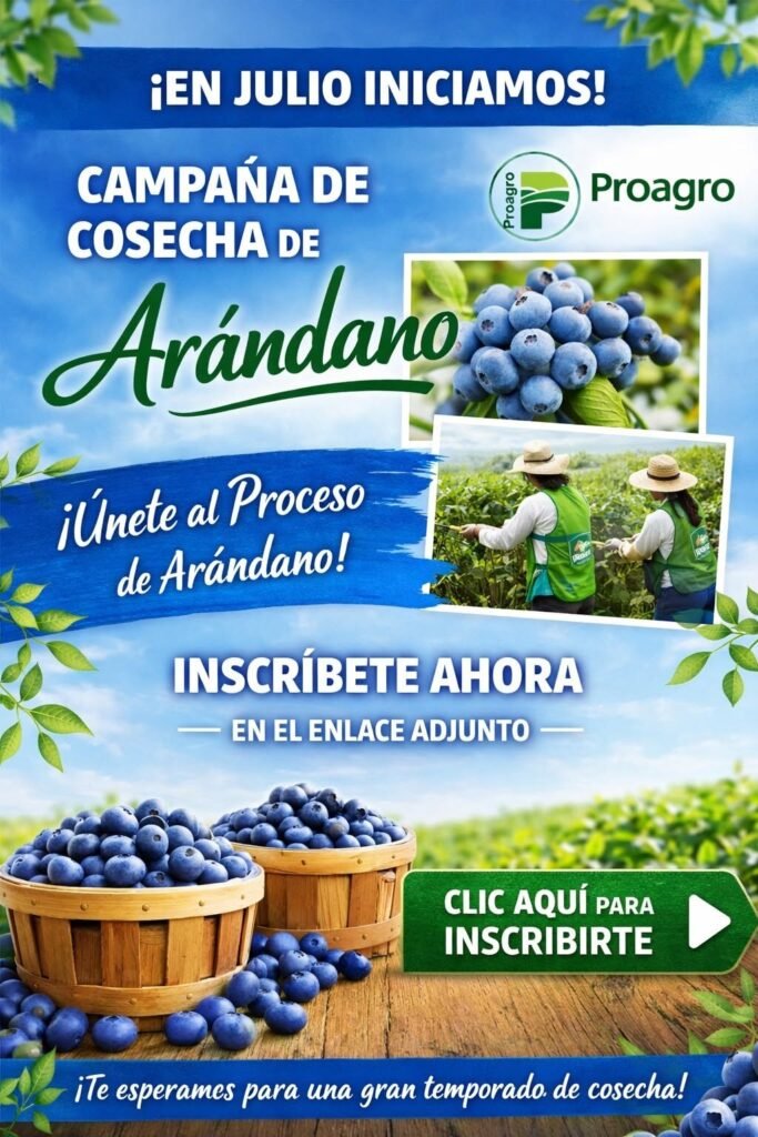 En julio iniciamos la campaña de cosecha de arándano en Proagro S.A – Ica