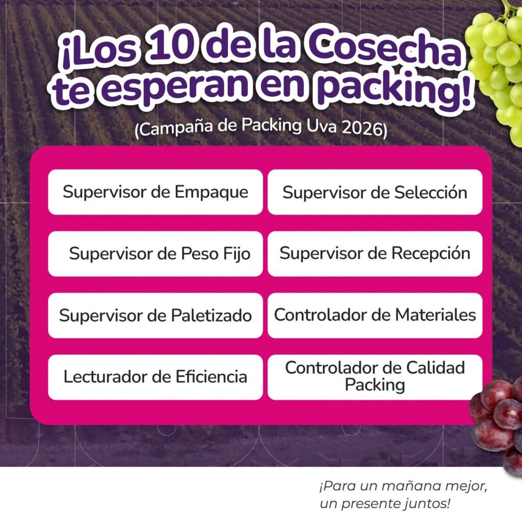 La Campaña de Packing Uva 2026 ya esta cerca en Agricola San juan - Imagen 2