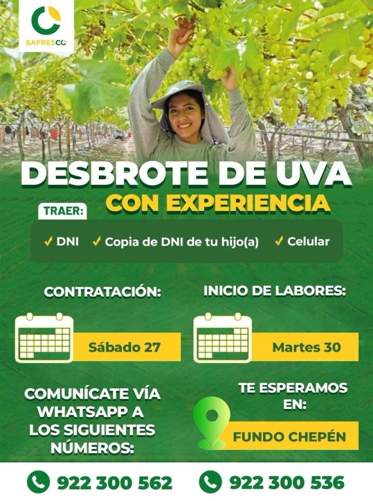 Desbrote y guiado de uva en Fundo Chepén – Sfresco