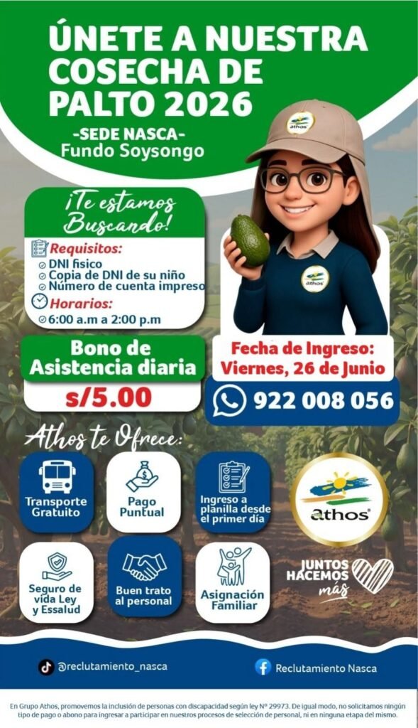 Cosecha de palta en Nazca para Athos
