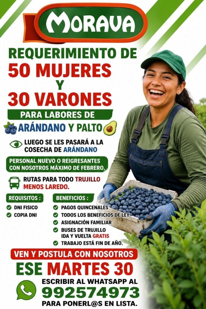 Se necesita 80 cosechadores de arandanos en Morava Sac – Trujillo
