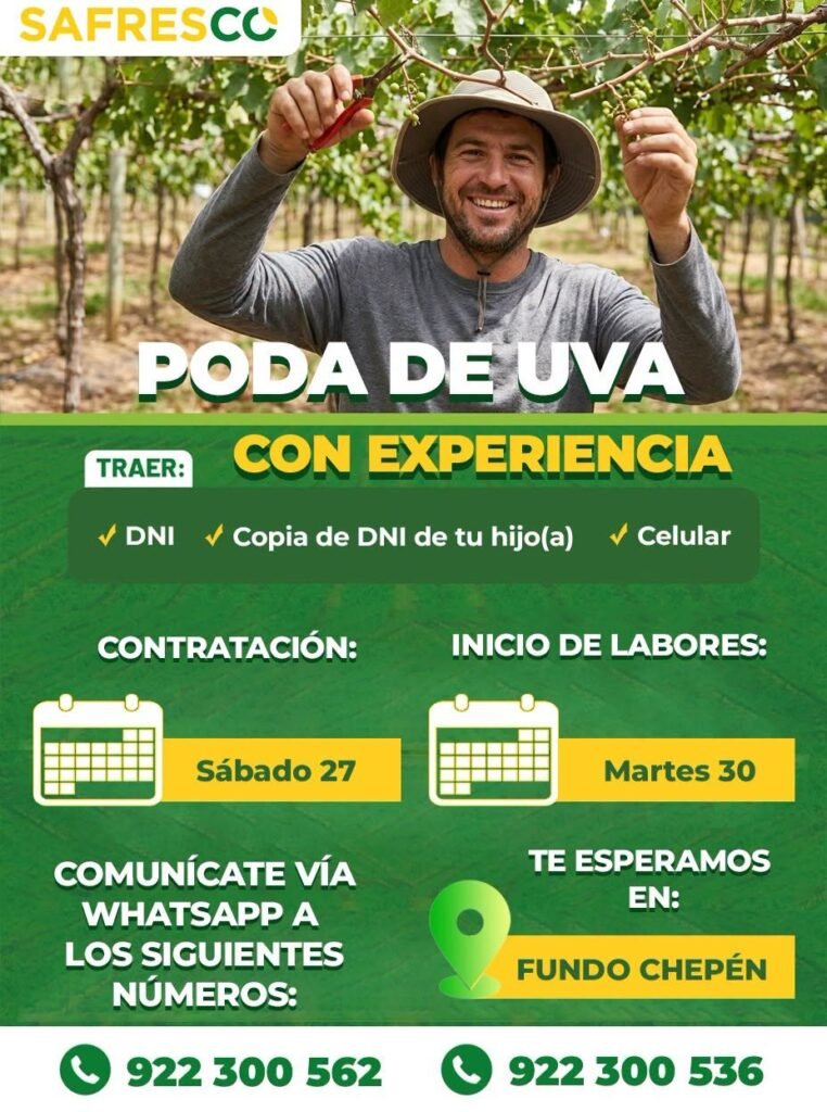 Poda de uva en Safresco sede Chepen