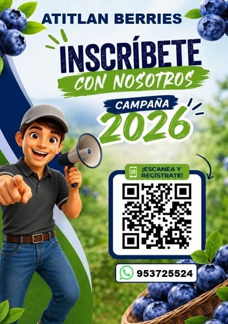 Atitlan Berries requiere personal para labores de arandano