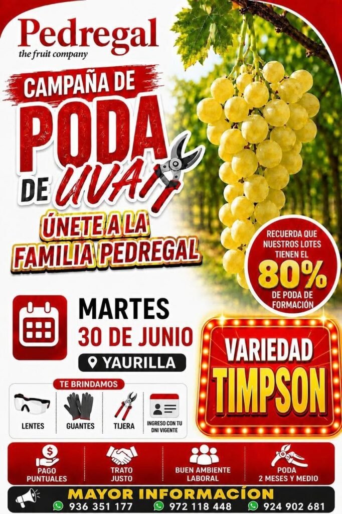 Poda de uva en el Pedregal Ica – trabajo en fundos ica