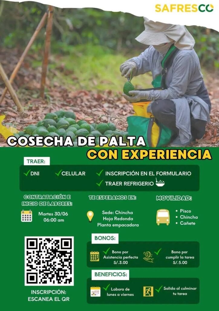 Cosechadores de palta en Chincha para la empresa Safresco