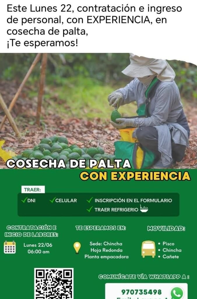 Se requiere osechadores de palta en Safresco Chincha - Imagen 1