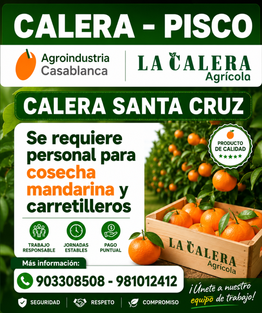 Hay trabajo en cosecha de mandarina en Agroindustrias Casablanca – Pisco