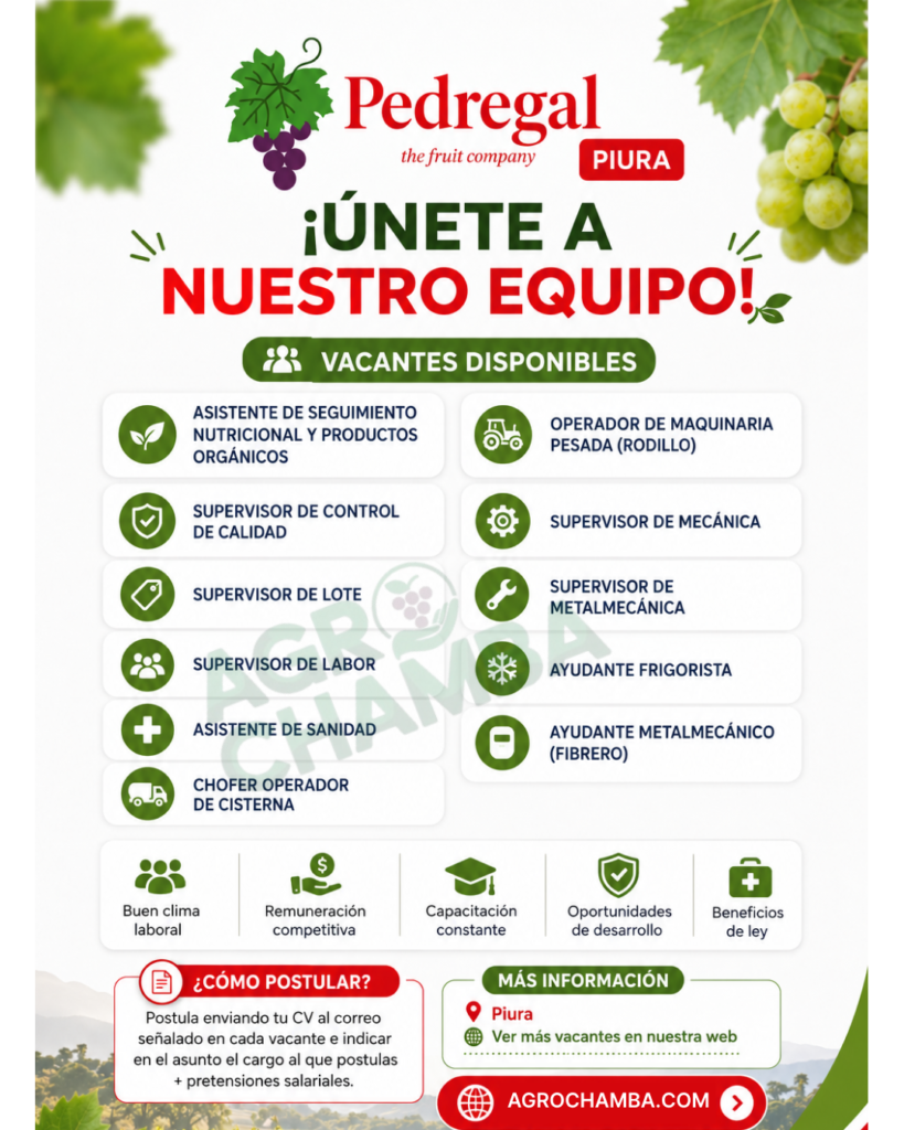 Pedregal Piura esta buscando un talento como tu