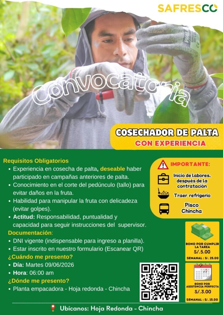 Cosechador de Palta en Safresco – Chincha hoja redonda