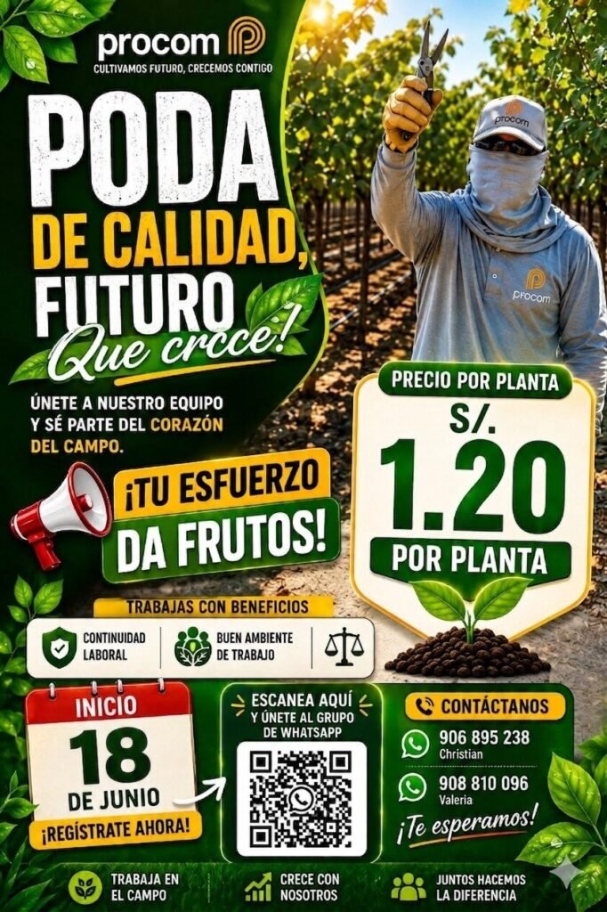 Poda de uva en agricola Procom mañana 18 de junio