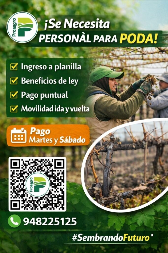 Poda de uva en el Fundo Qolca – Proagro para mañana 19 de junio