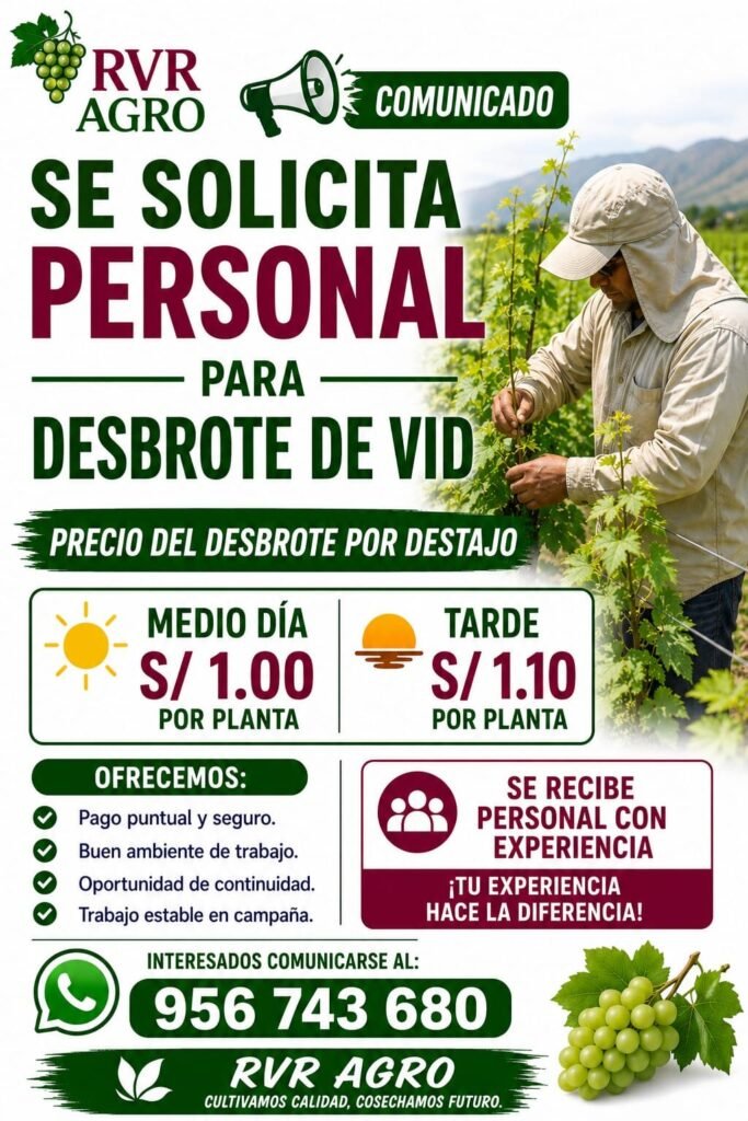 Campaña de desbrote de uva en RVR AGRO en Ica