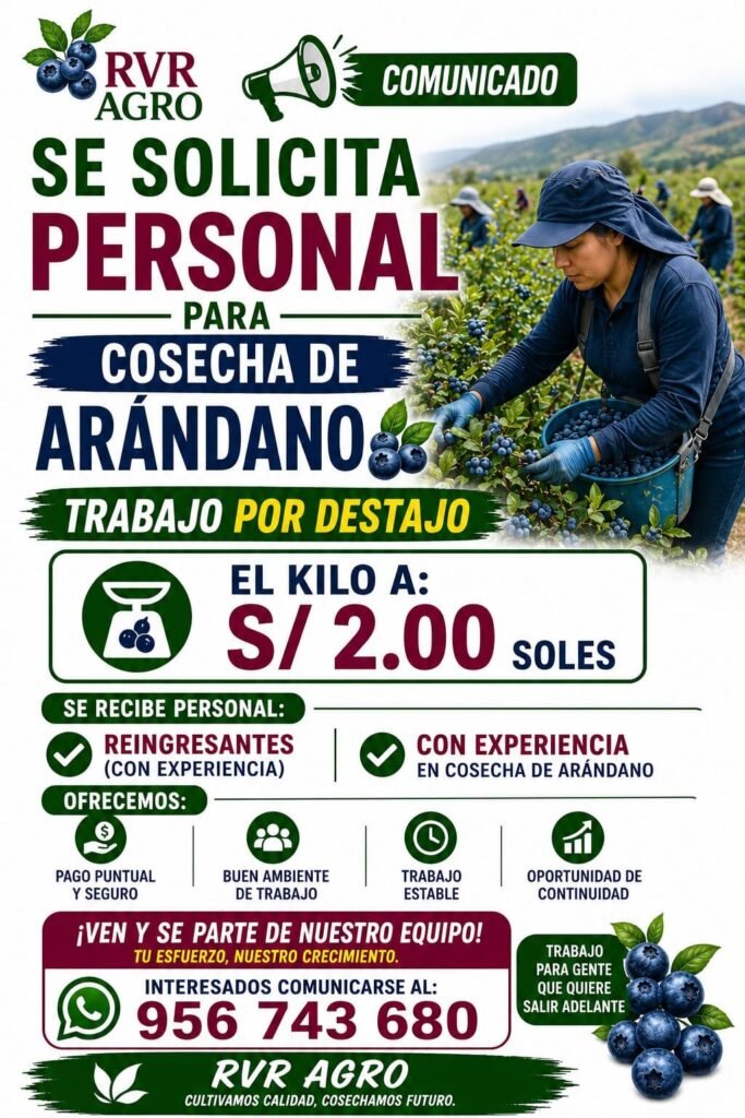 Campaña de Cosecha de arándano en RVR agro Ica