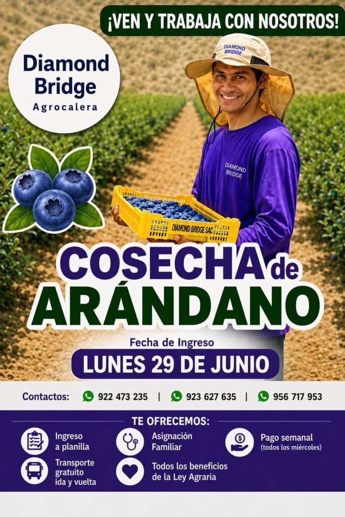 Se requiere 50 personas para Cosecha de arándanos en Chincha – Diamond Bridge