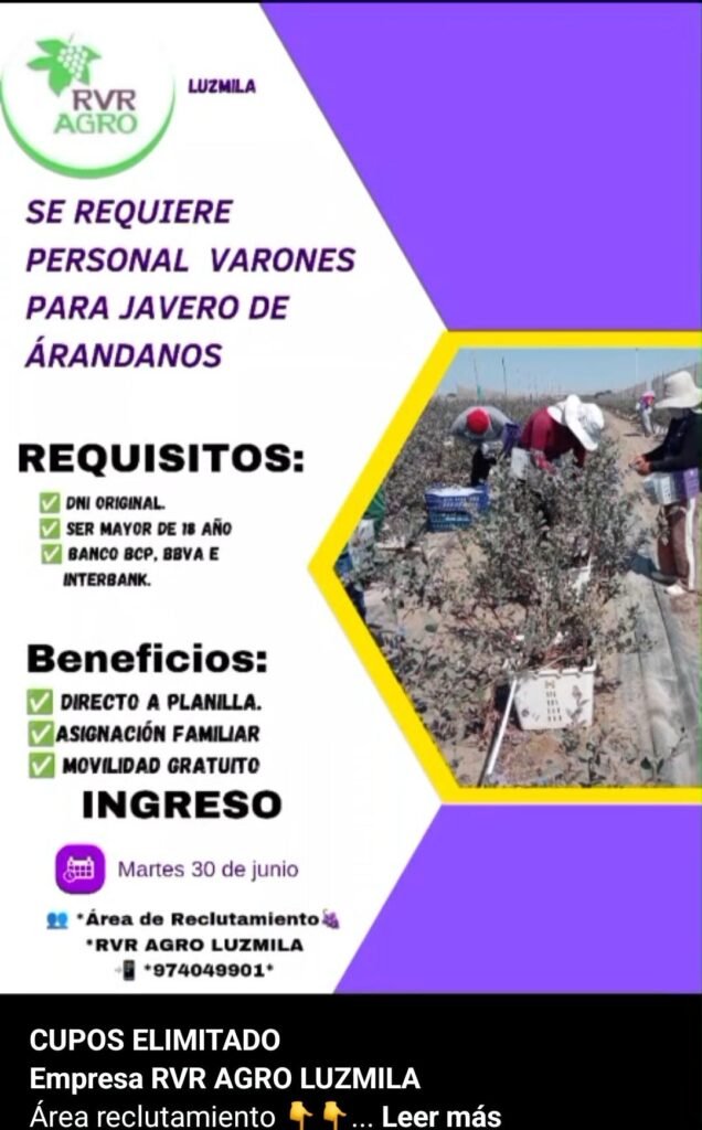 Se requiere javeros para cosecha de arandanos en RVR AGRO