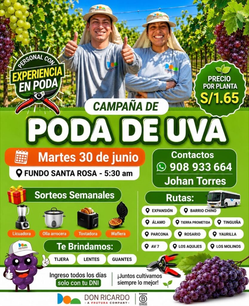 Poda de uva en Agricola Don Ricardo – Trabajos en fundos de Ica