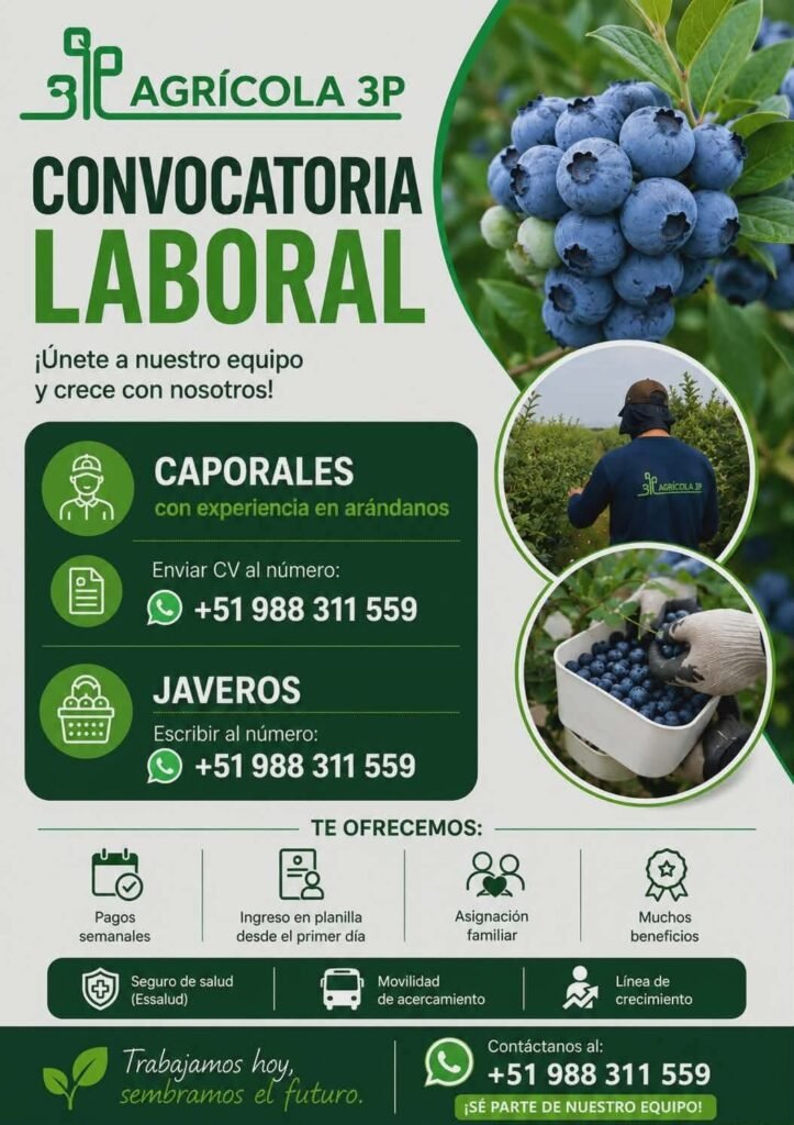 Caporales para Cultivo de Arándanos en Agrícola 3P, Lima