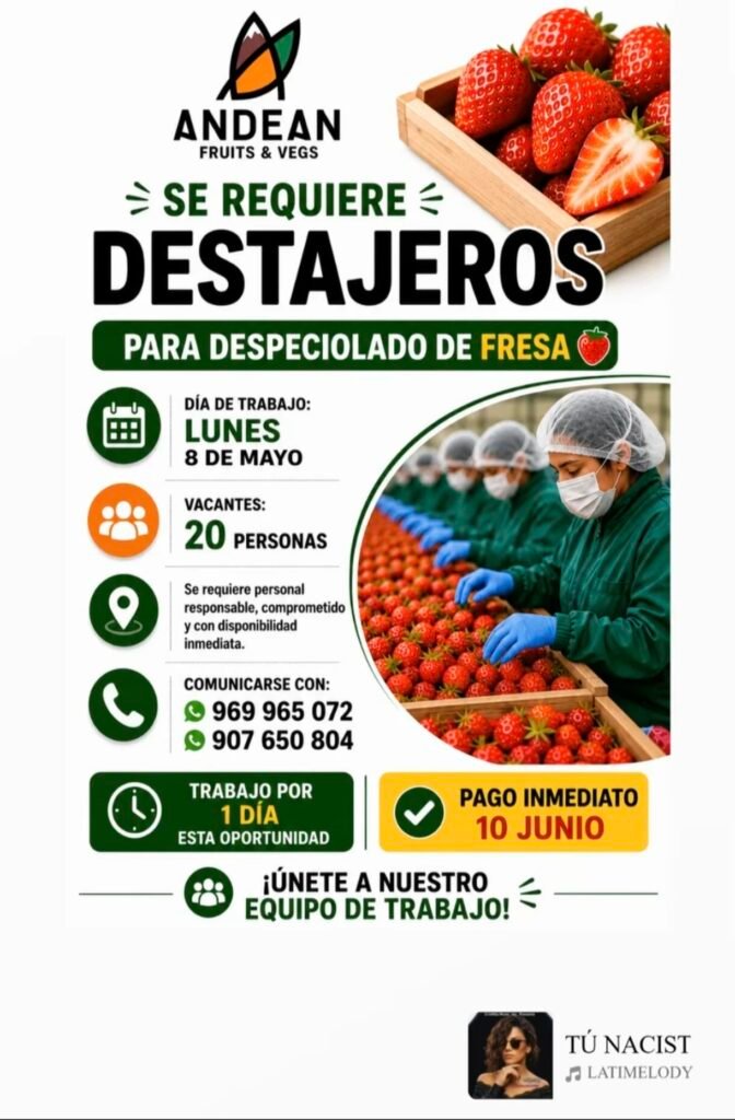Destajeros para packing de fresas en Cañete – Andreina Fruits