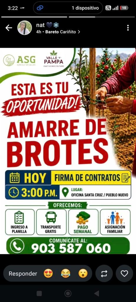 Trabajadores para Amarre de Brotes en Santa Cruz, Pisco