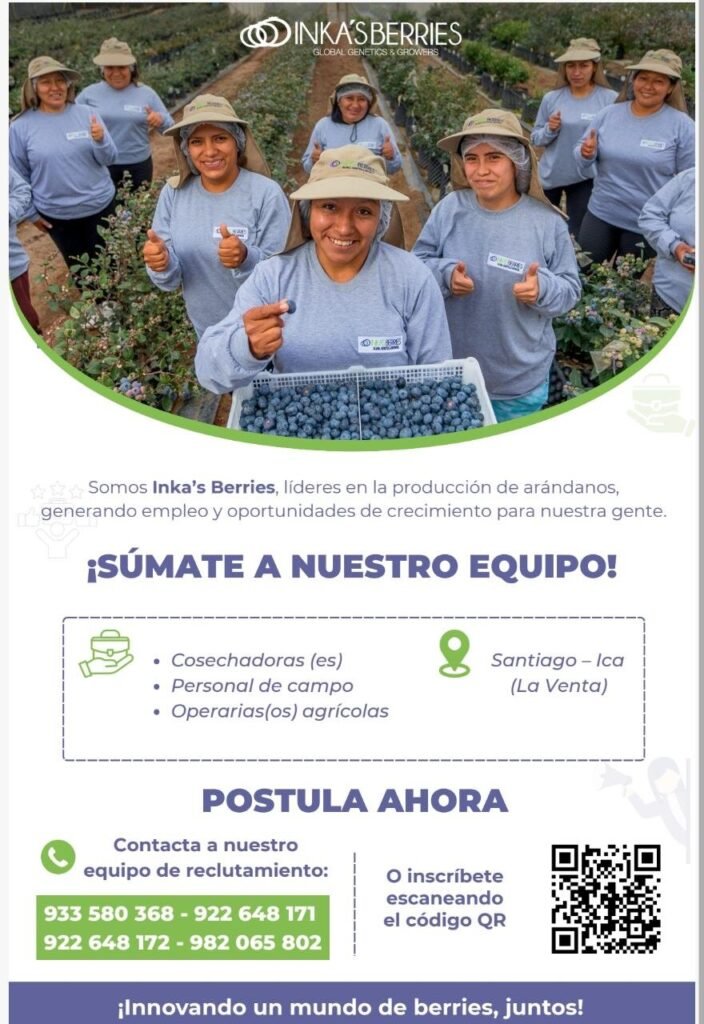 Cosechadoras de Arándanos en Inkas Berries, Ica