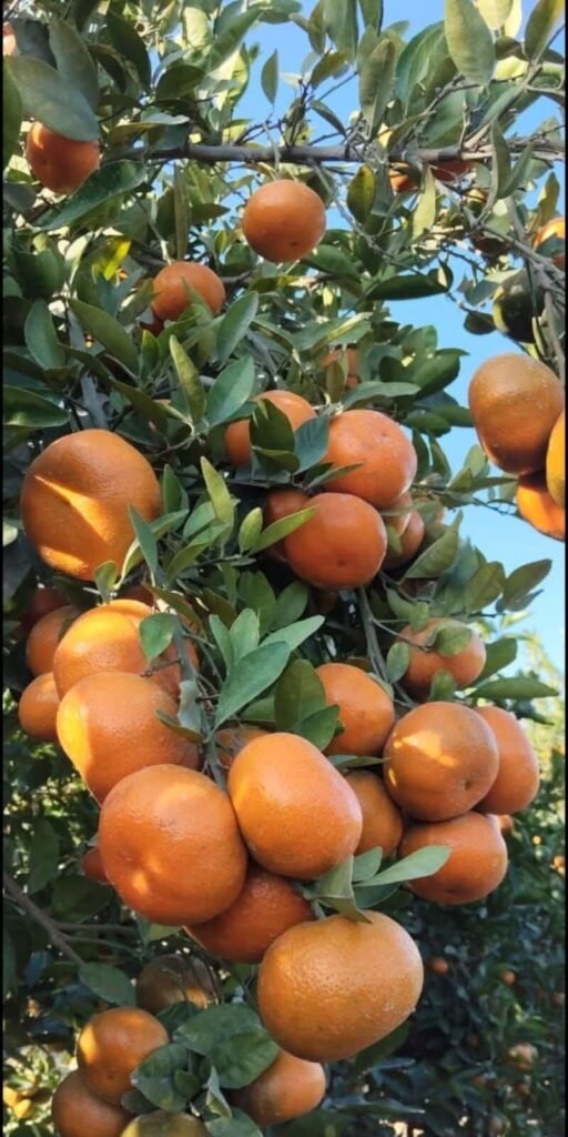 Necesito 30 cosechadores de mandarina
