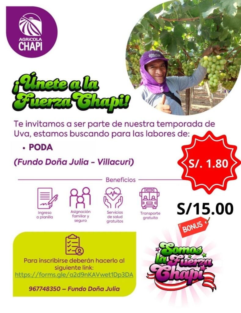Poda de Uva en Fundo Doña Julia, Villacuri | Agricola Chapi